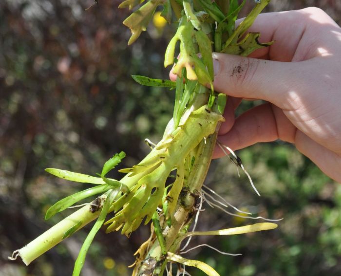 Cotula coronopifolia PlantZAfrica